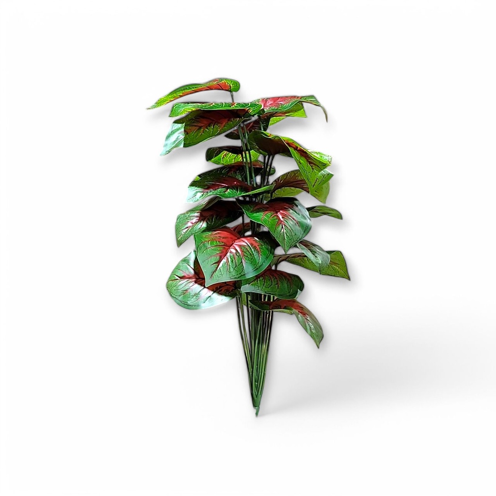 Large House Tropical Plant