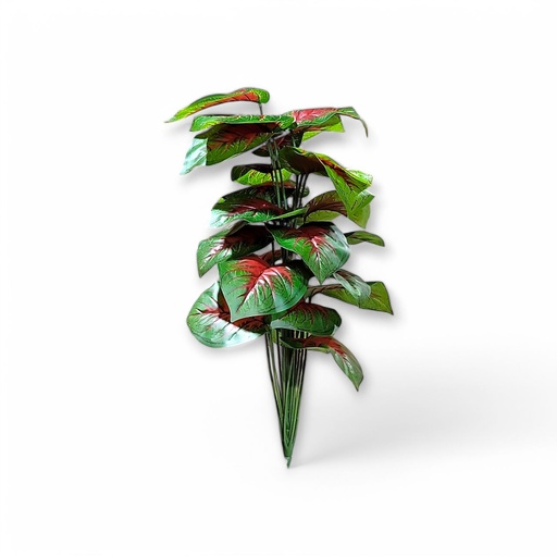 Large House Tropical Plant