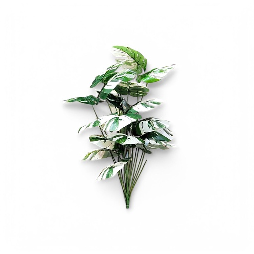 Large House Tropical Plant